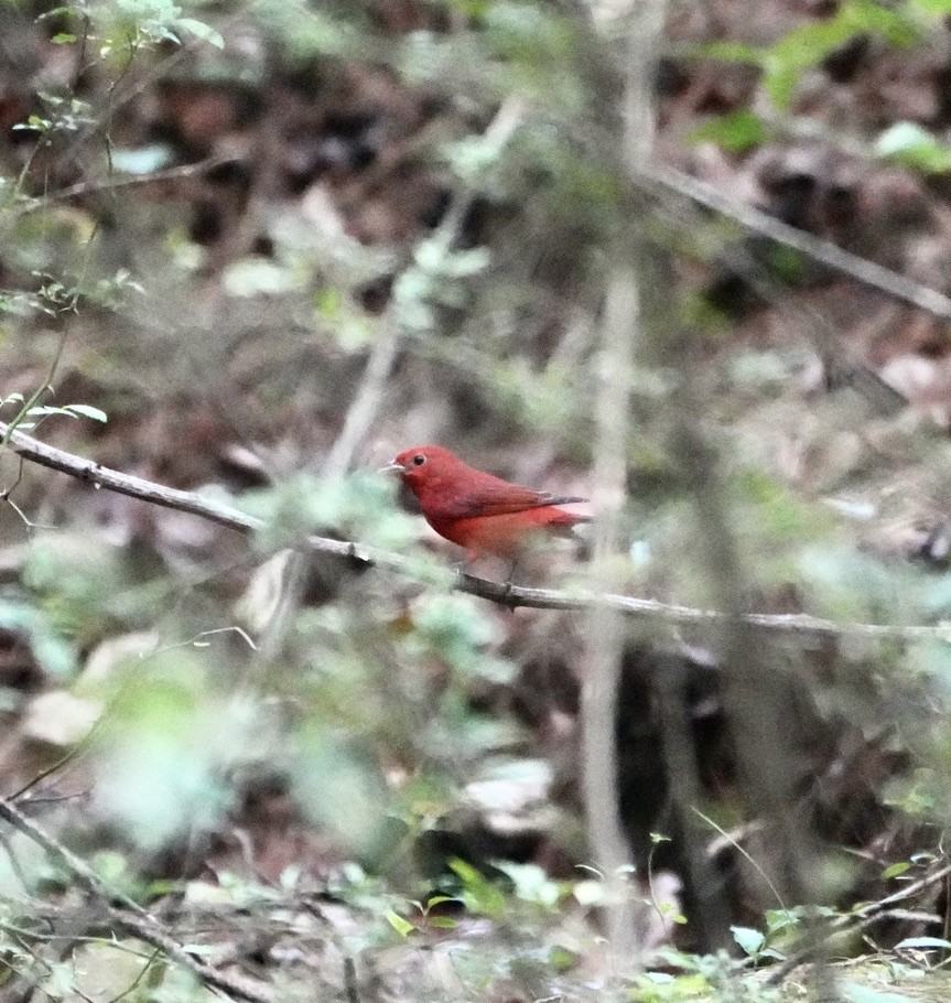 Summer Tanager - ML642776608