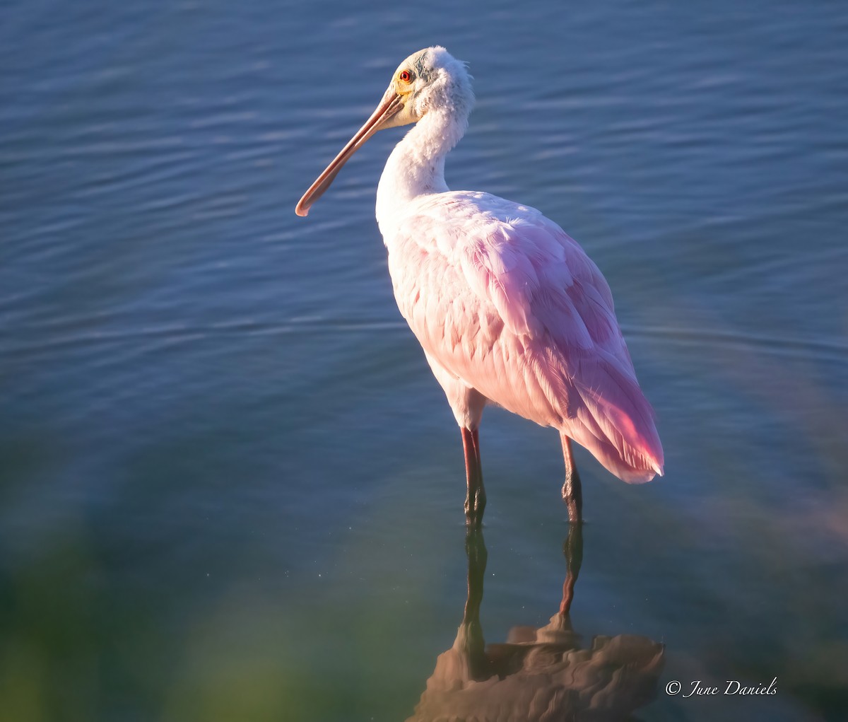Roseate Spoonbill - ML642776612