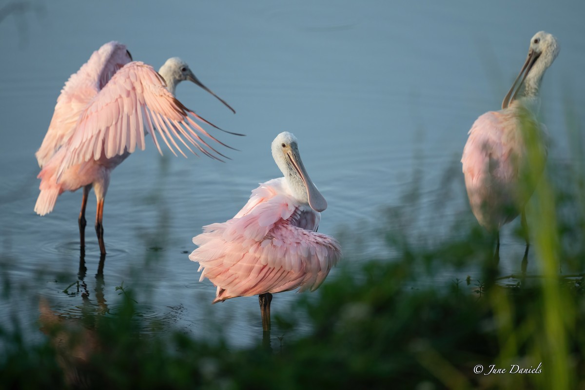 Roseate Spoonbill - ML642776613