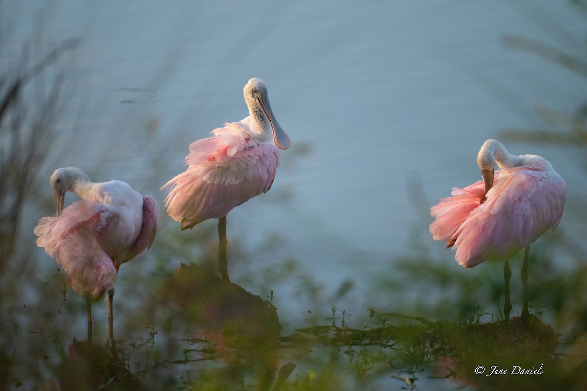 Roseate Spoonbill - ML642776614