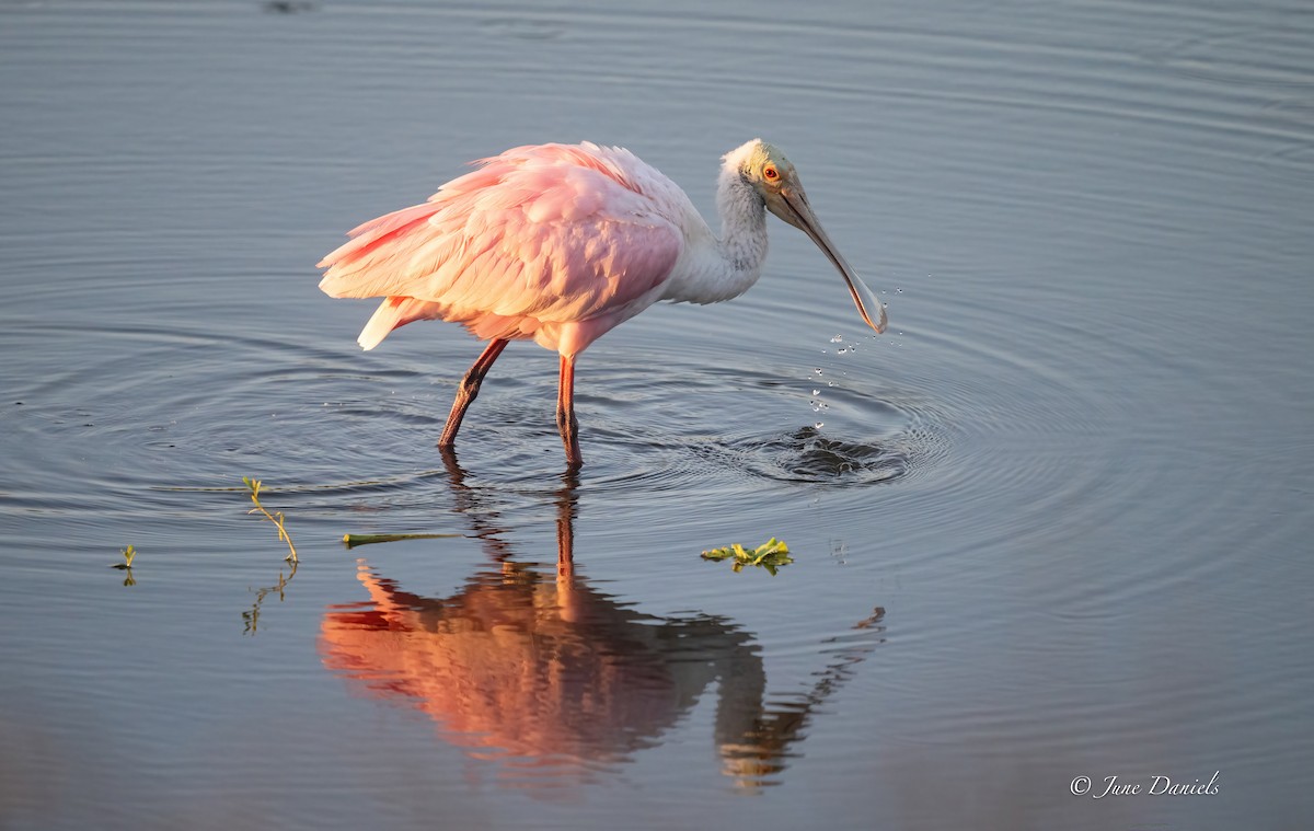 Roseate Spoonbill - ML642776615