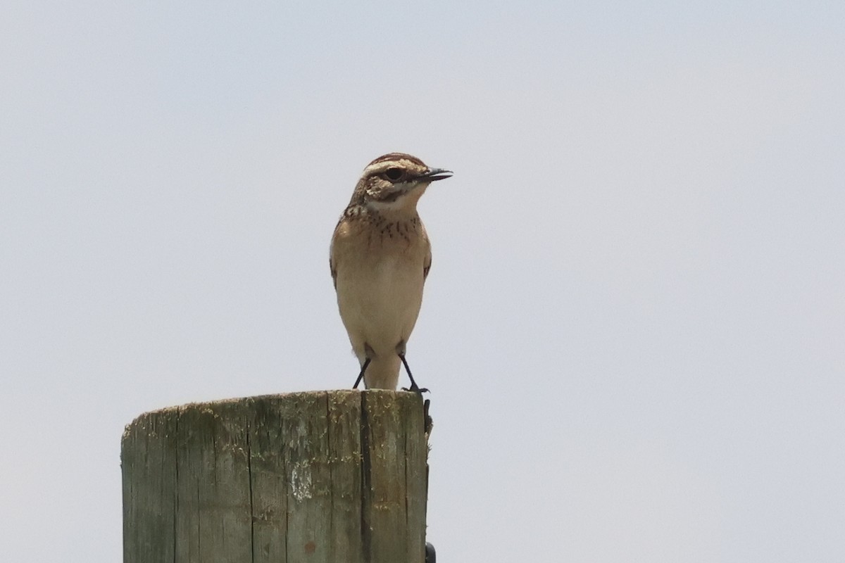 Whinchat - ML642776620
