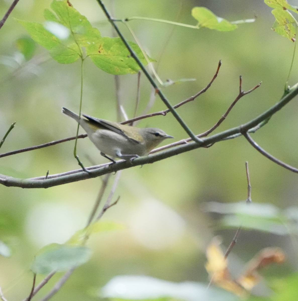 Tennessee Warbler - ML642776626