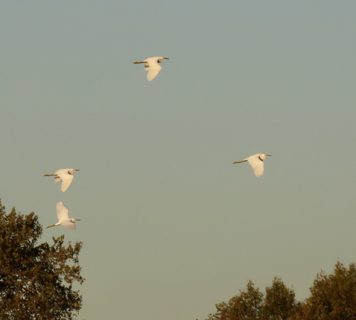 Snowy Egret - ML642776633