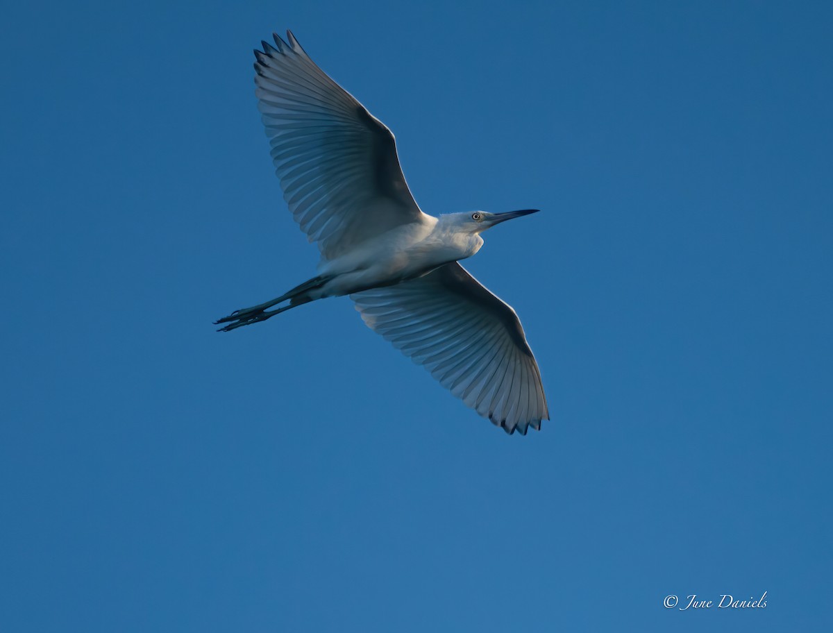 Little Blue Heron - ML642776634