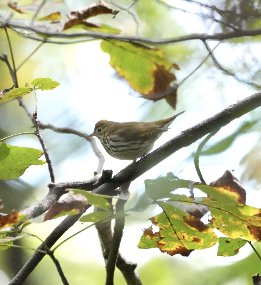 Ovenbird - ML642776636