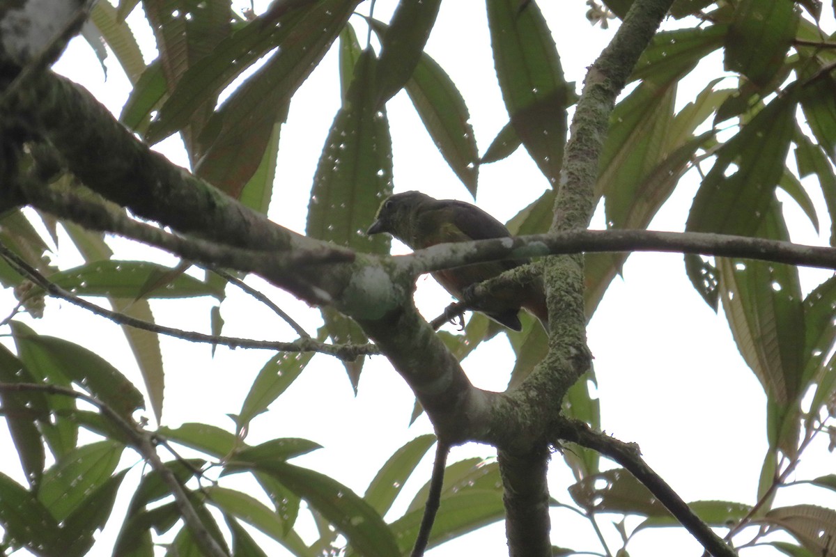 Olive-backed Euphonia - ML642776639