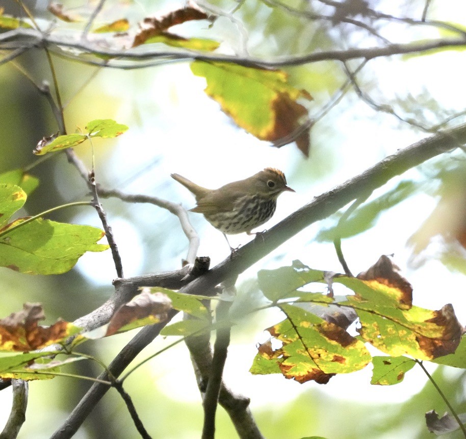 Ovenbird - ML642776640
