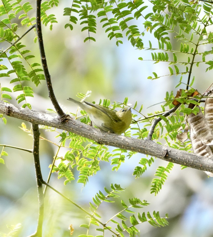 Tennessee Warbler - ML642776653