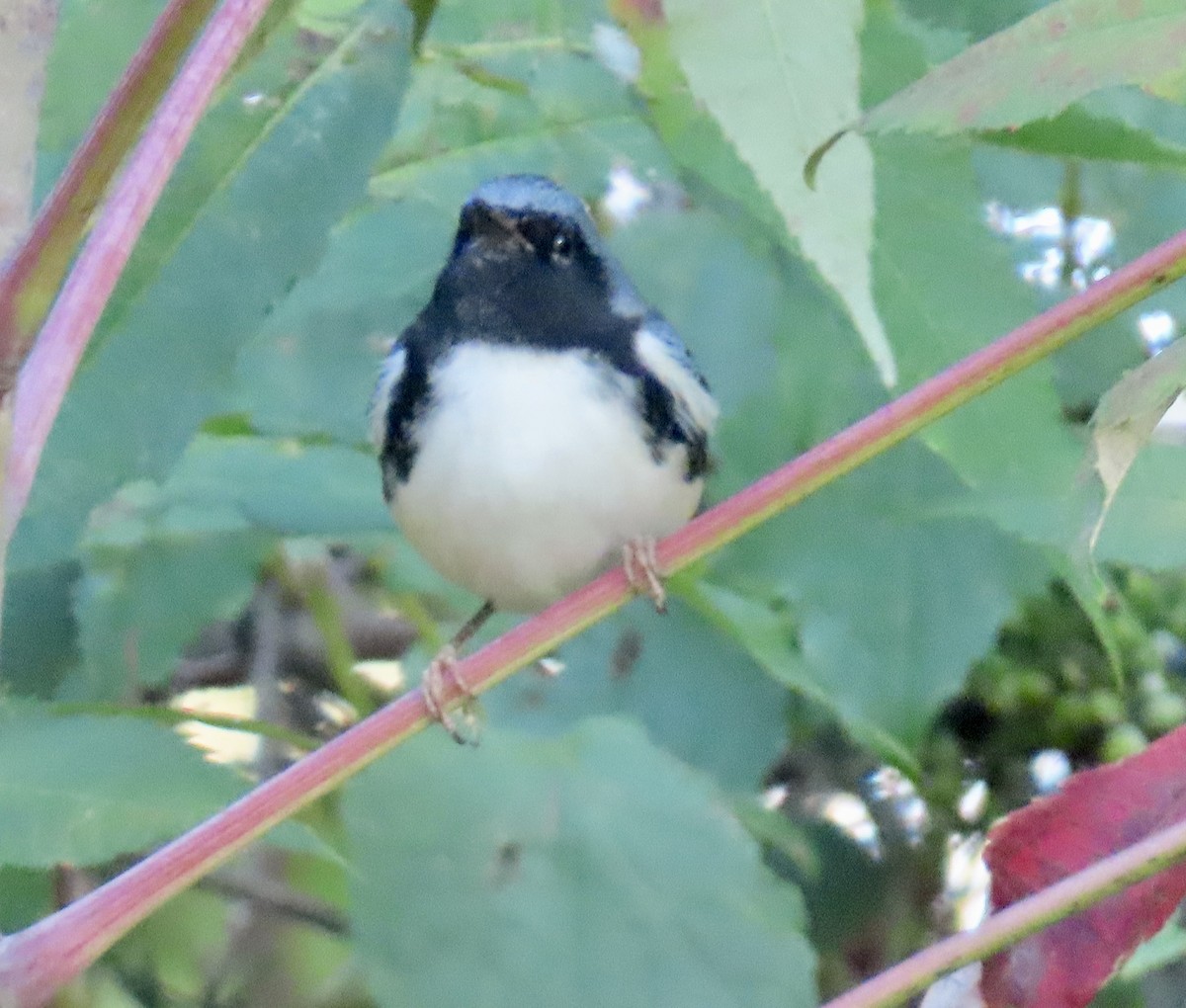 Black-throated Blue Warbler - ML642776658