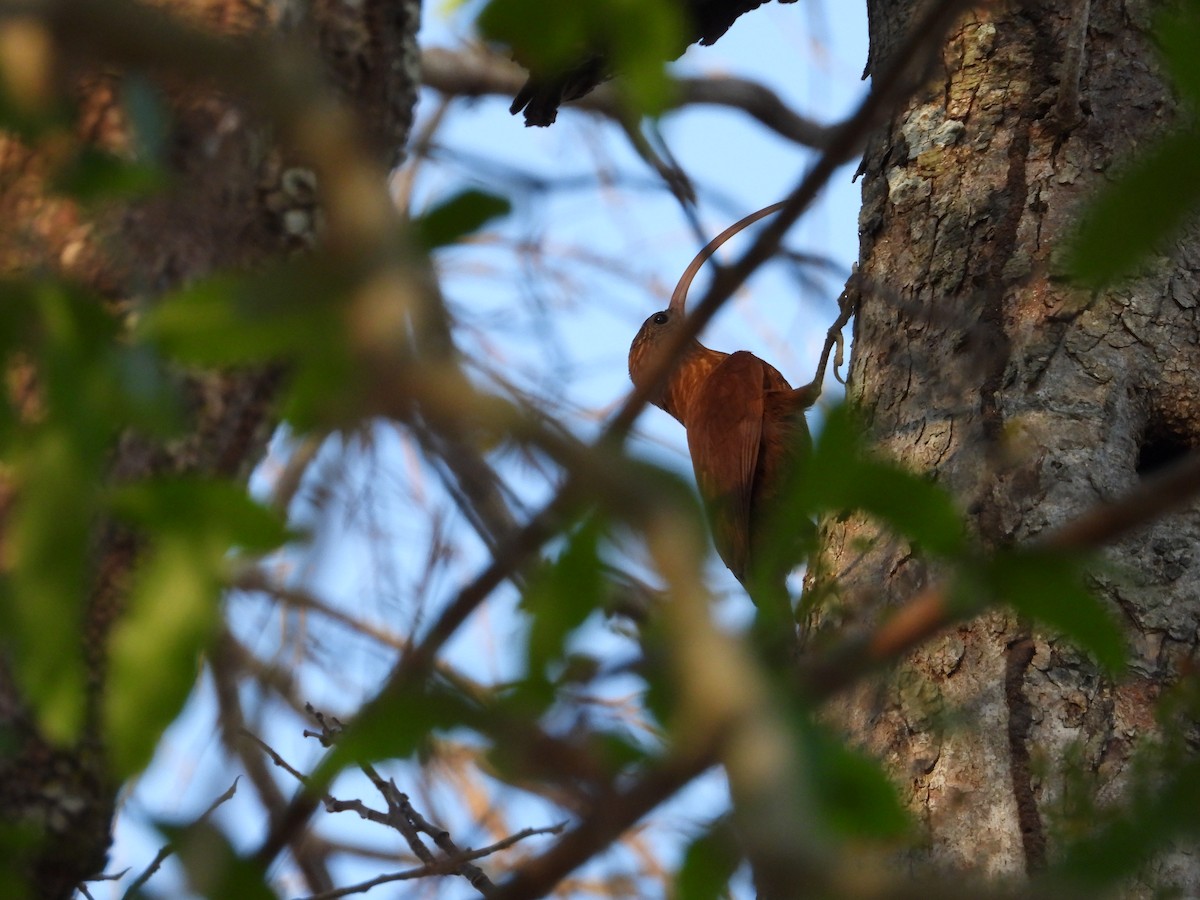 Red-billed Scythebill - ML642776680