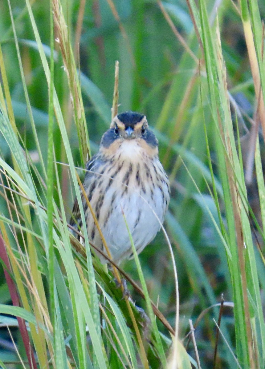 Saltmarsh Sparrow - ML642776684