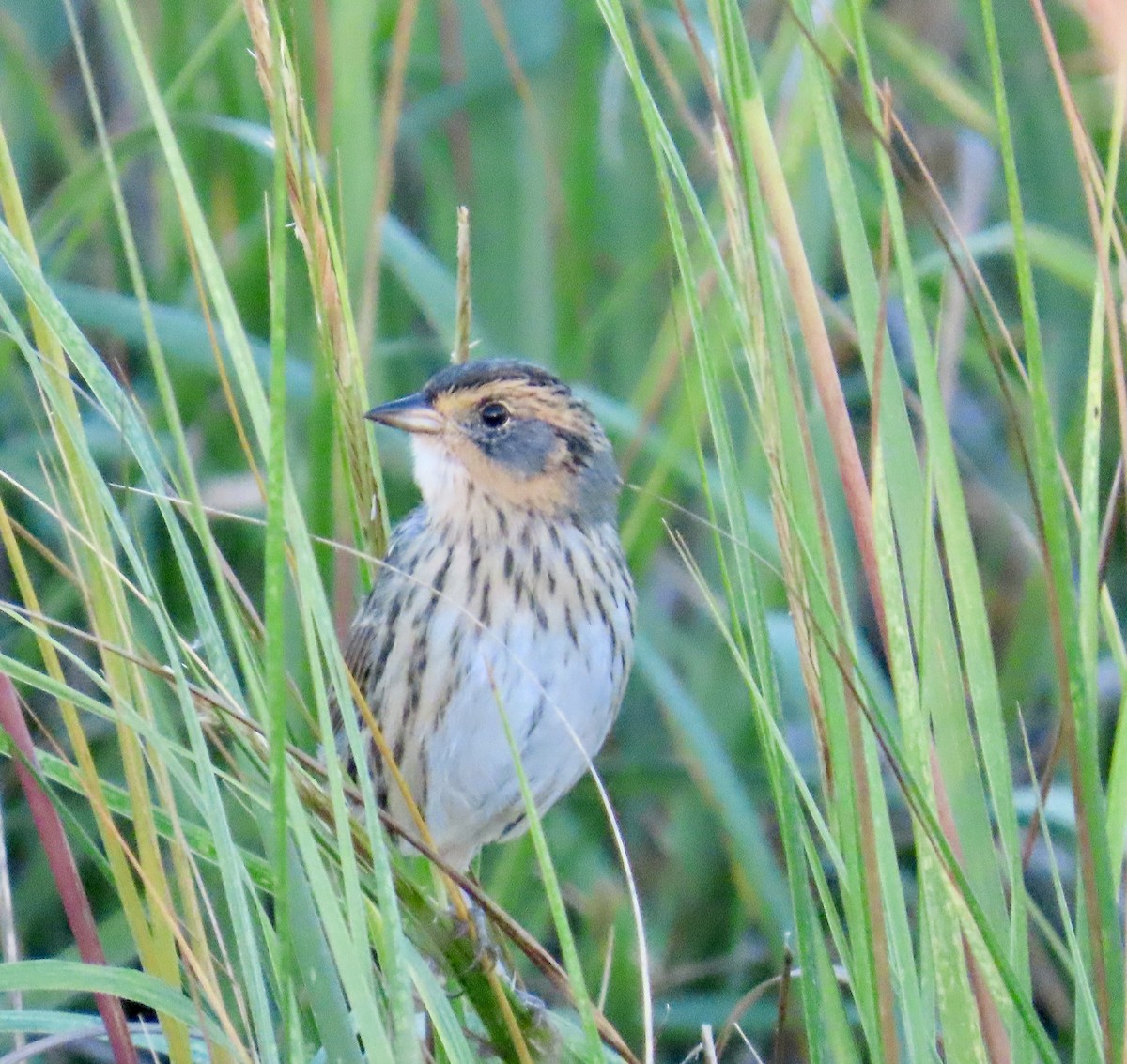Saltmarsh Sparrow - ML642776685