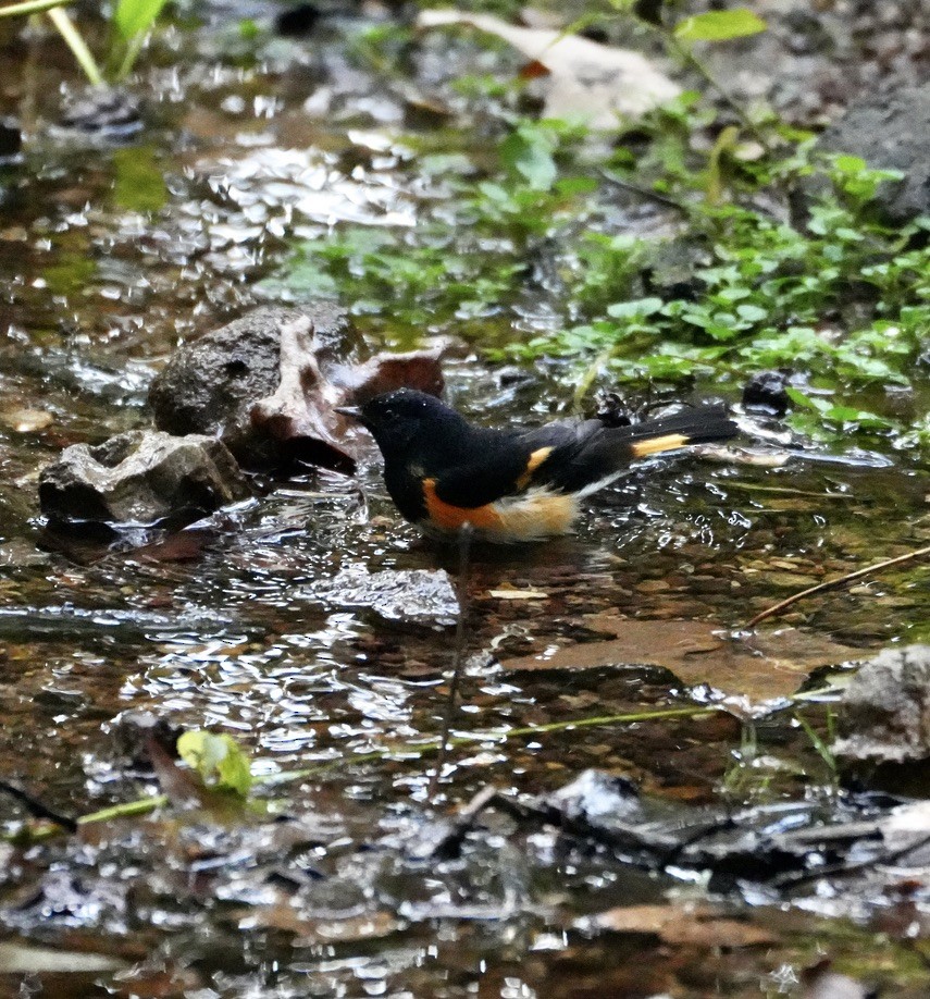 American Redstart - ML642776701