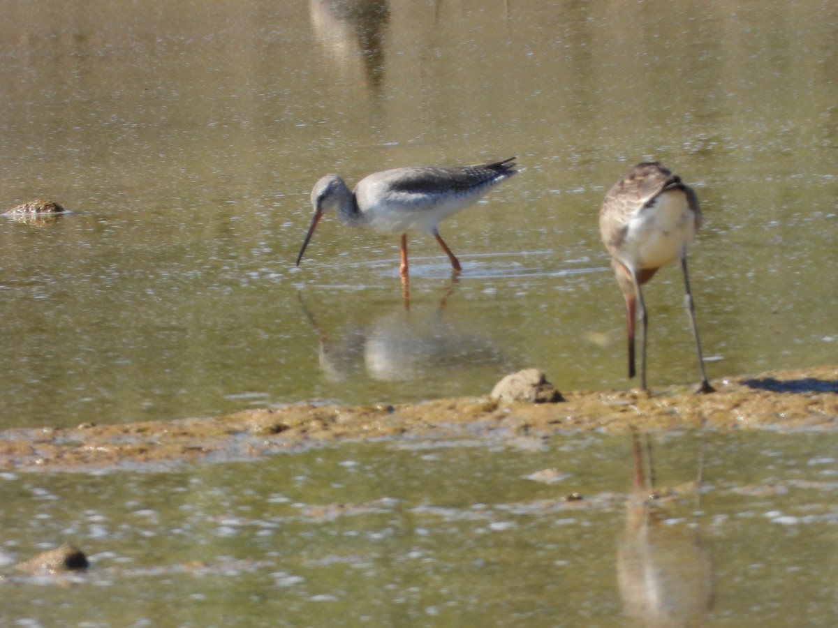 Spotted Redshank - ML642776702