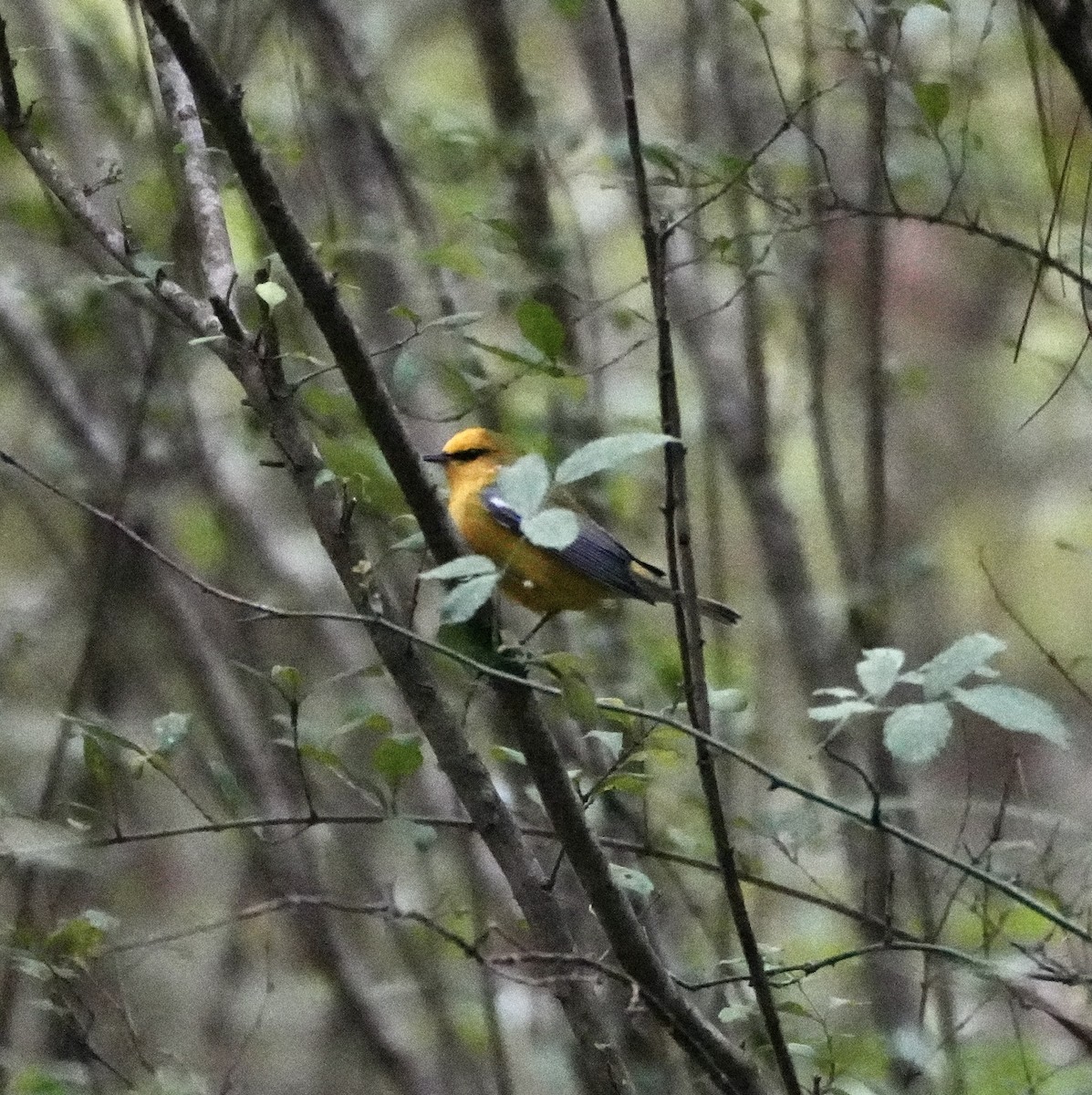 Blue-winged Warbler - ML642776707