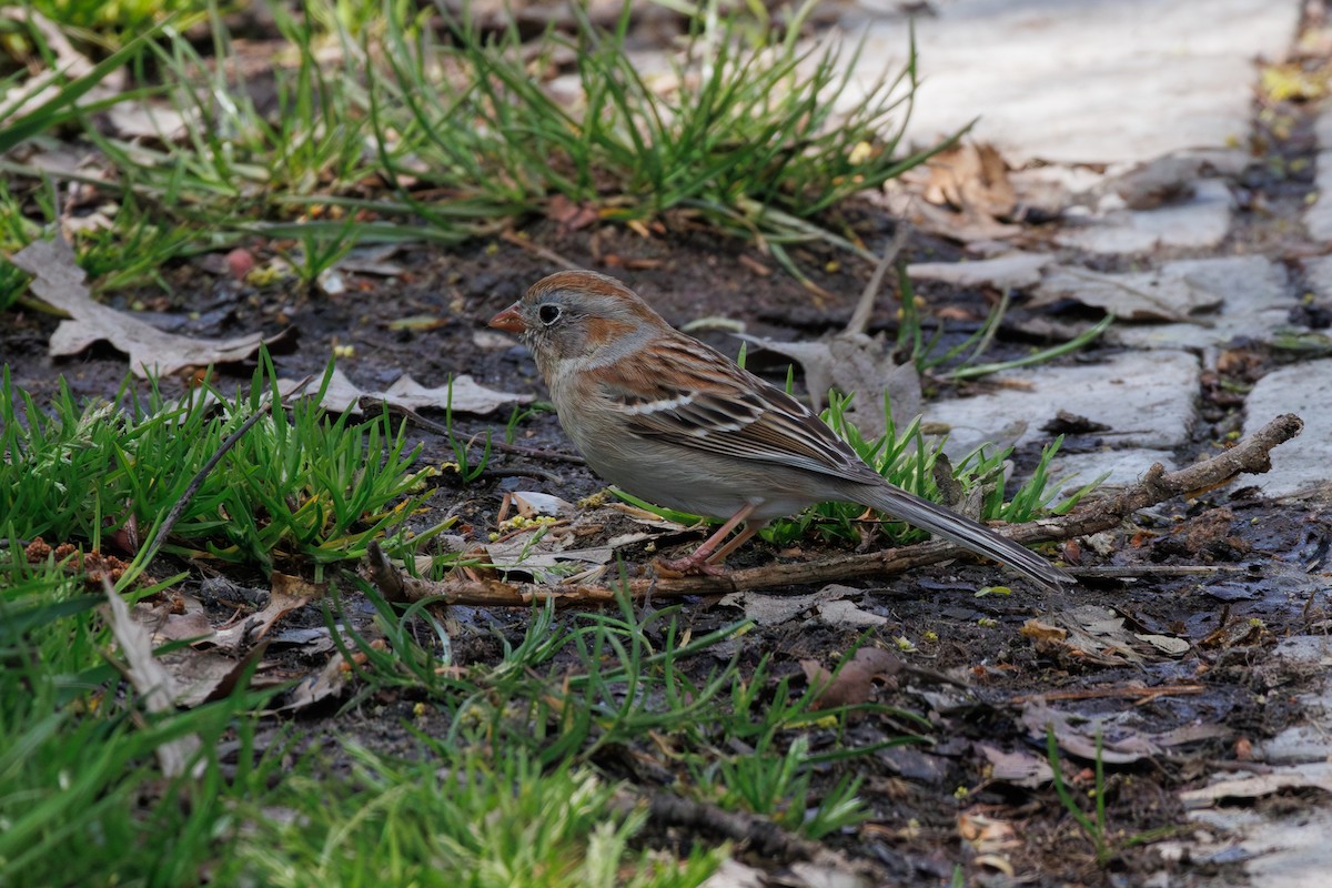 Field Sparrow - ML642776708