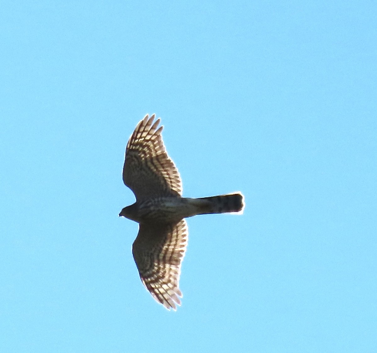 Sharp-shinned Hawk - ML642776712