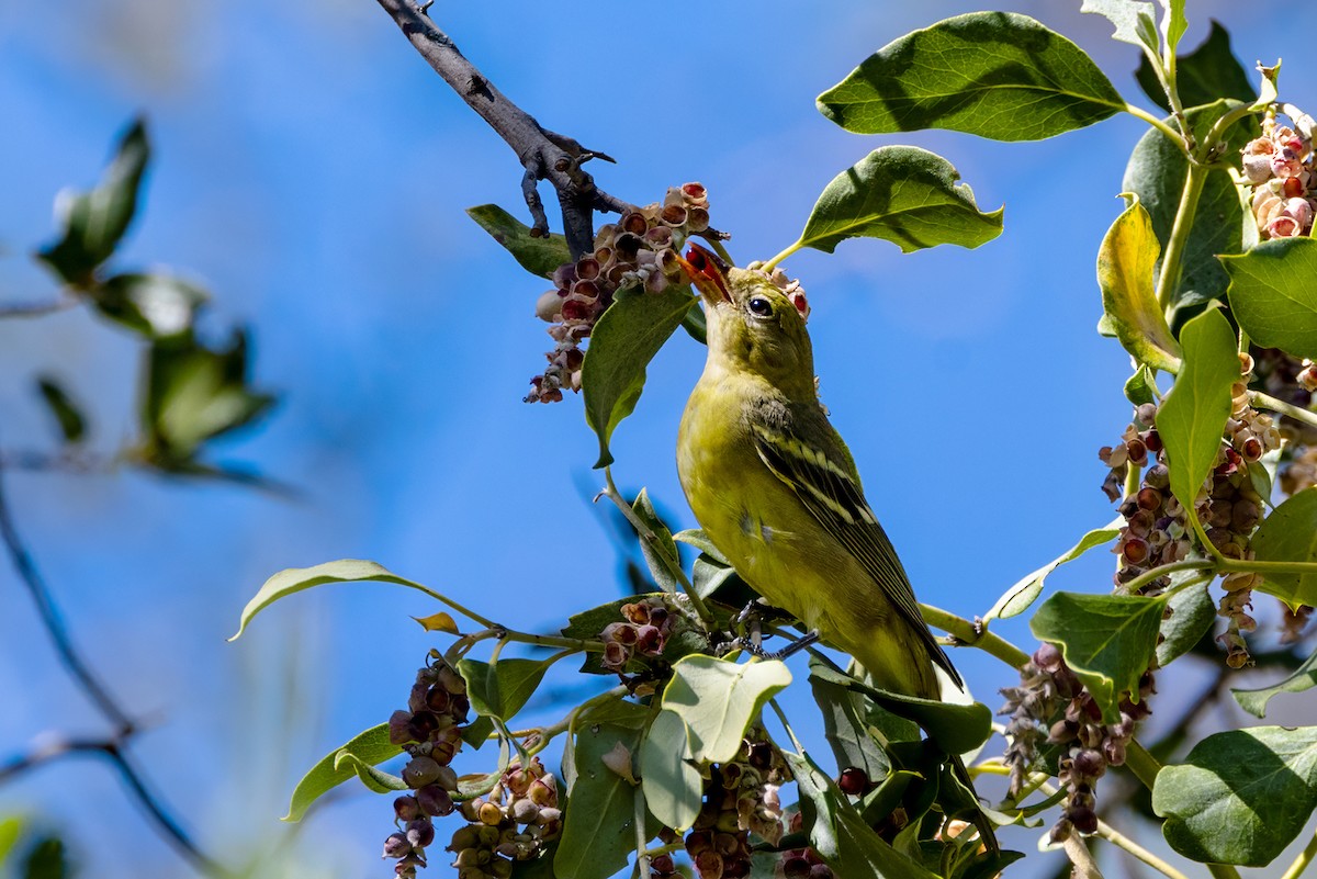 Western Tanager - ML642776713