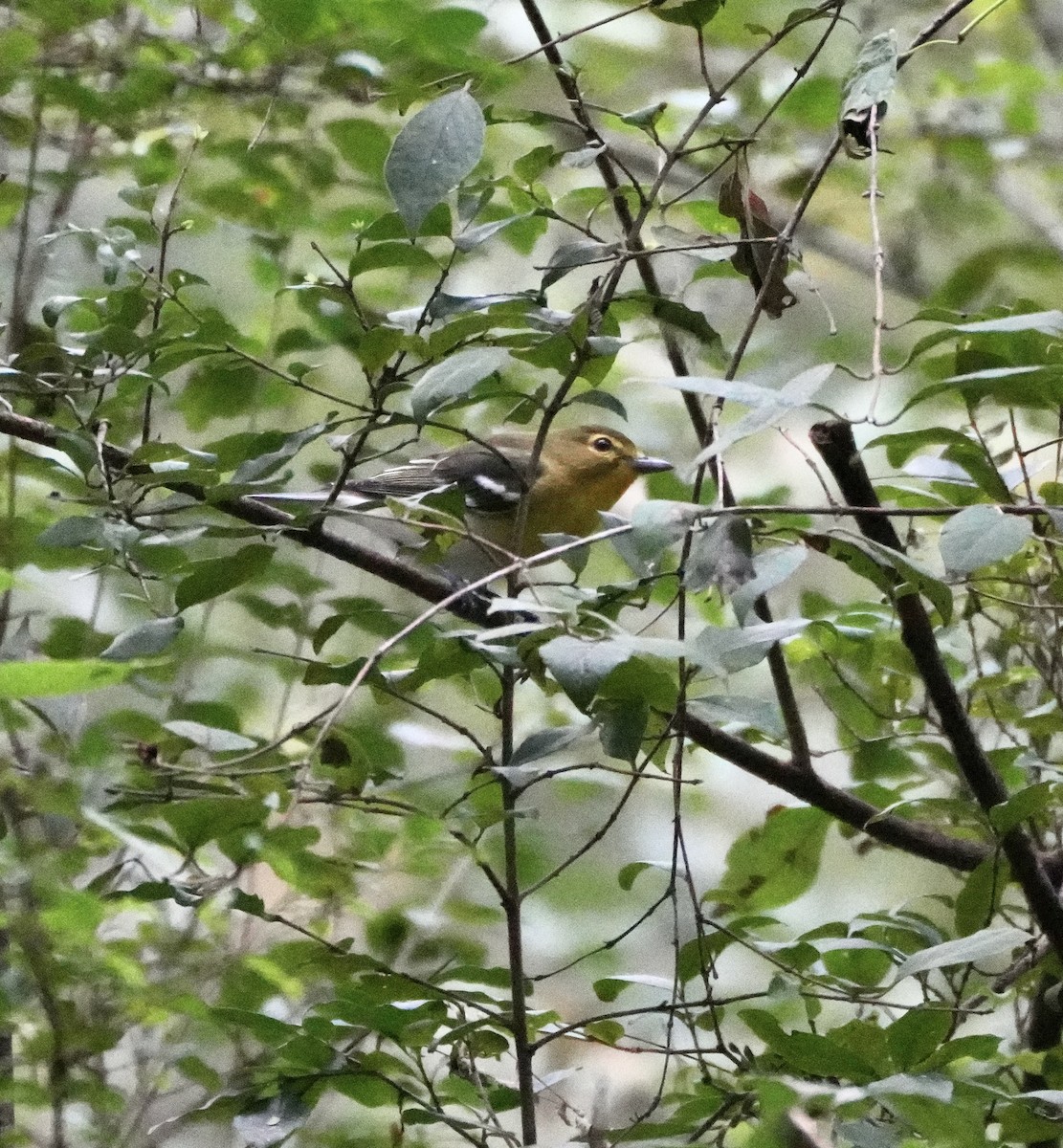 Yellow-throated Vireo - ML642776717