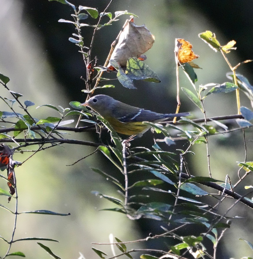 Magnolia Warbler - ML642776726