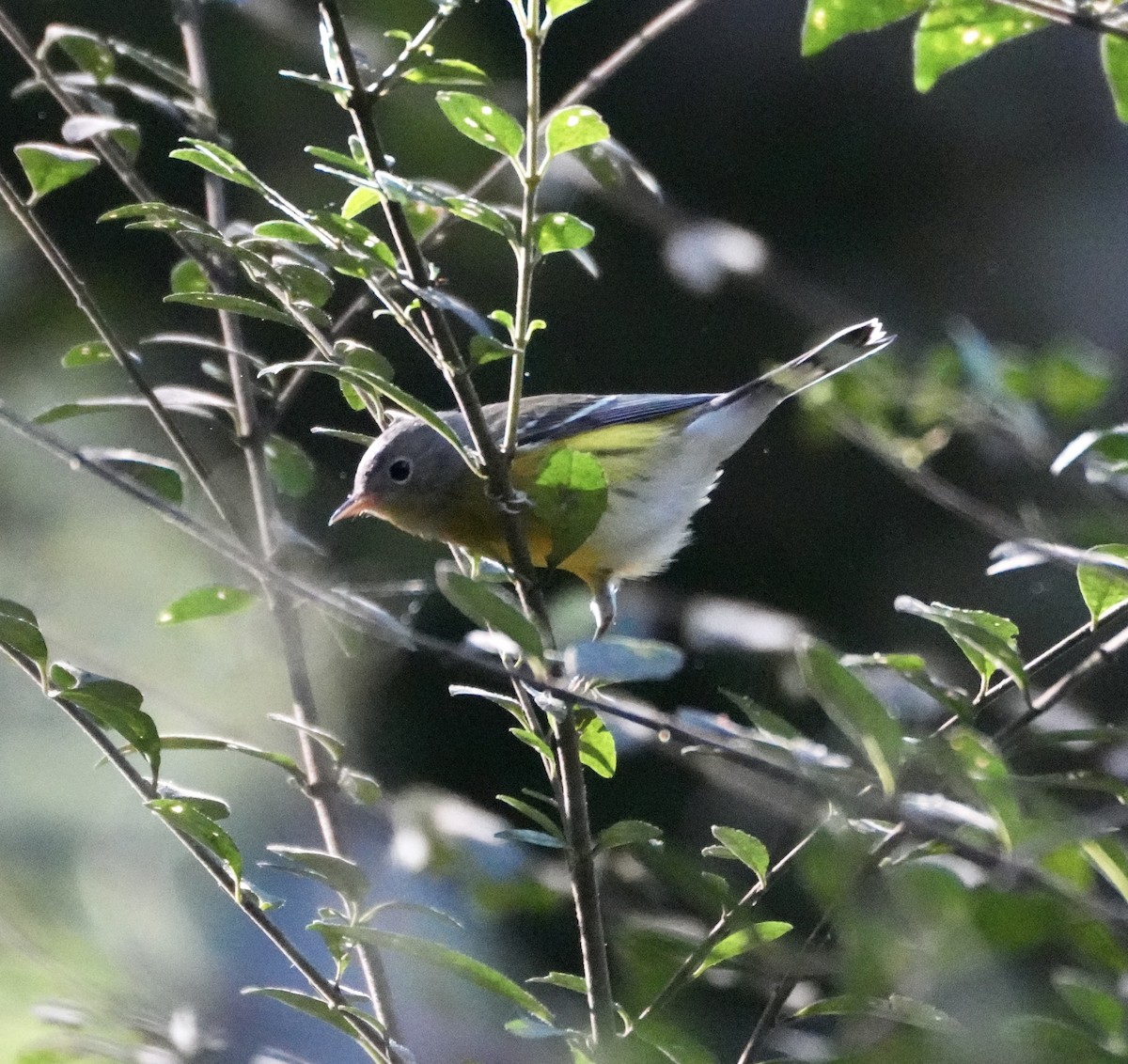 Magnolia Warbler - ML642776731