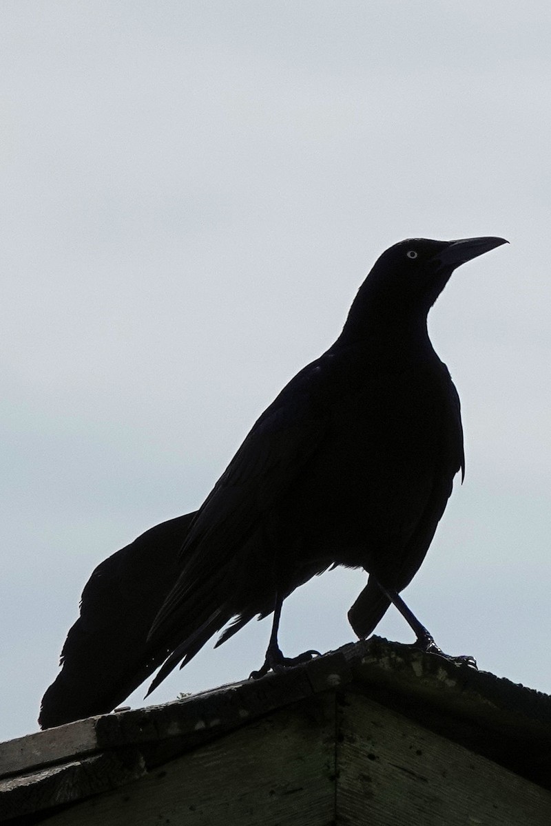 Great-tailed Grackle - ML642776732
