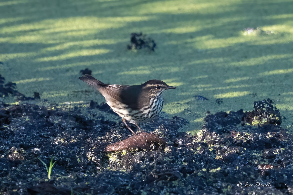 Louisiana/Northern Waterthrush - ML642776739