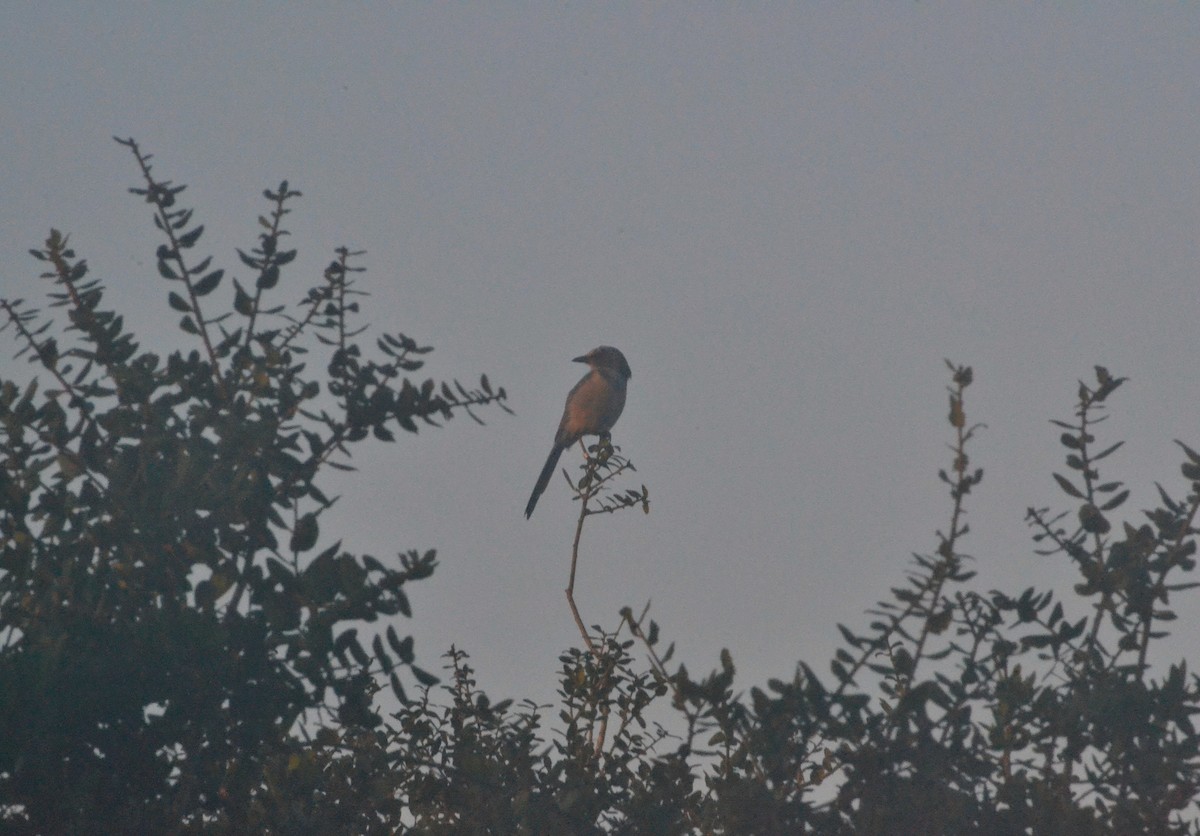 Florida Scrub-Jay - ML642776740