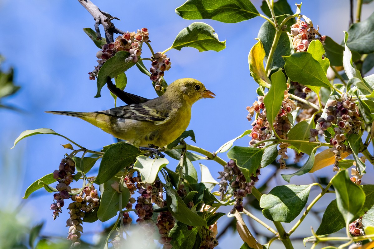 Western Tanager - ML642776741