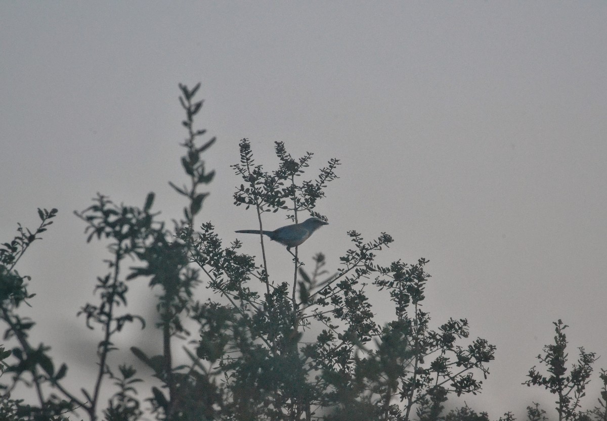 Florida Scrub-Jay - ML642776743