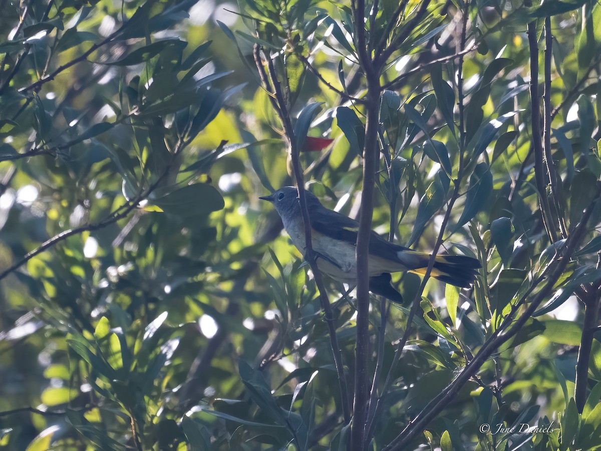 American Redstart - ML642776748