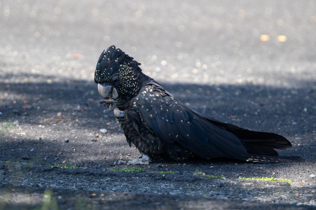 Red-tailed Black-Cockatoo - ML642776758