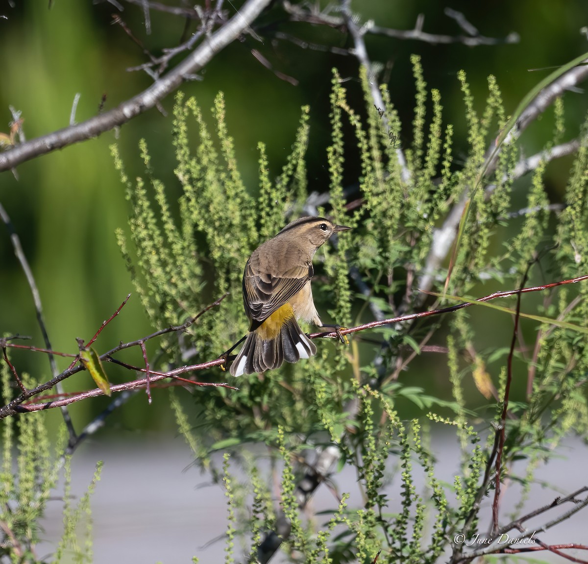 Palm Warbler - ML642776760