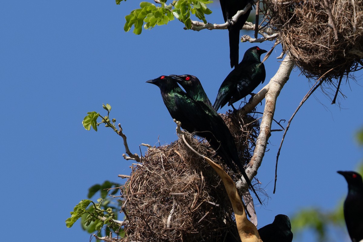 Metallic Starling - ML642776762