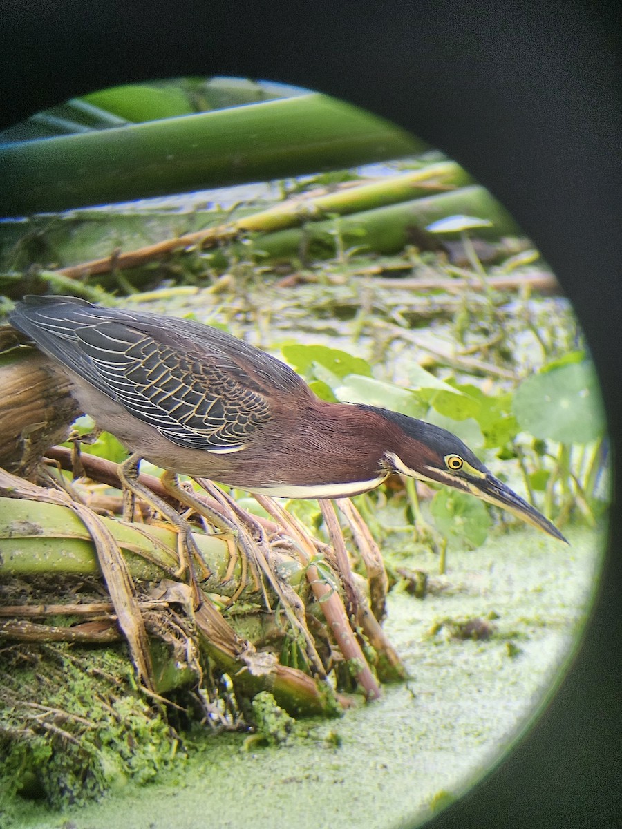 Green Heron - ML642776774