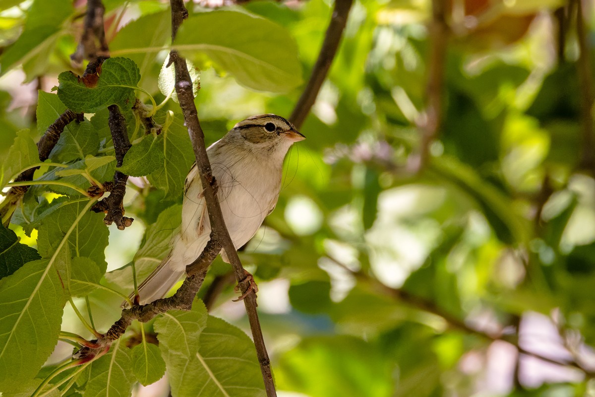strnádka vrabcovitá - ML642776786