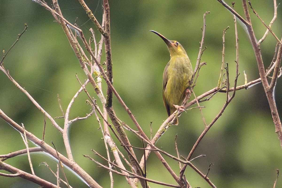 Yellow-eared Spiderhunter - ML642776805