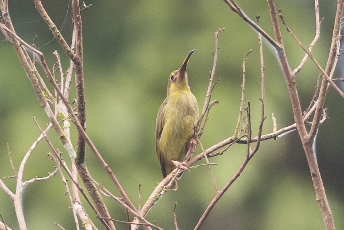 Yellow-eared Spiderhunter - ML642776806