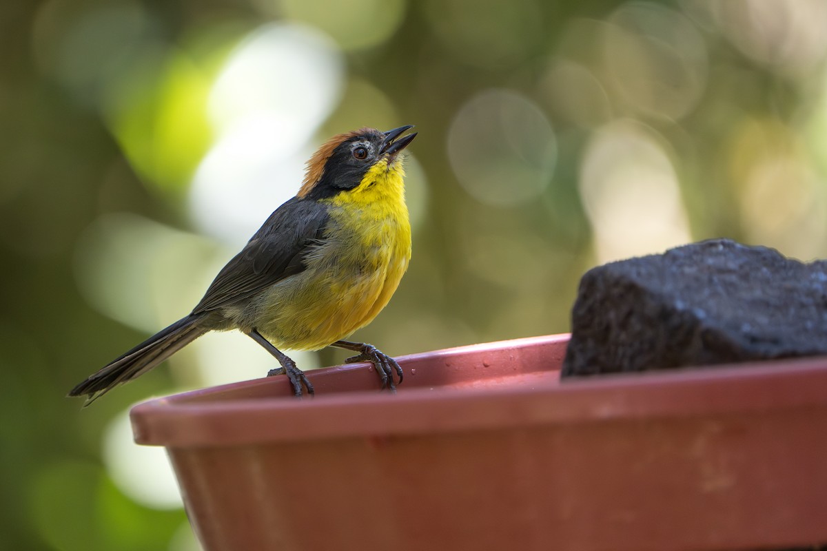 Atlapetes Pechiamarillo - ML642776819