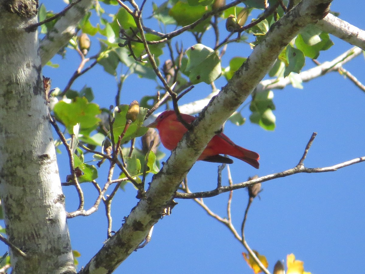Piranga vermillon - ML642776821