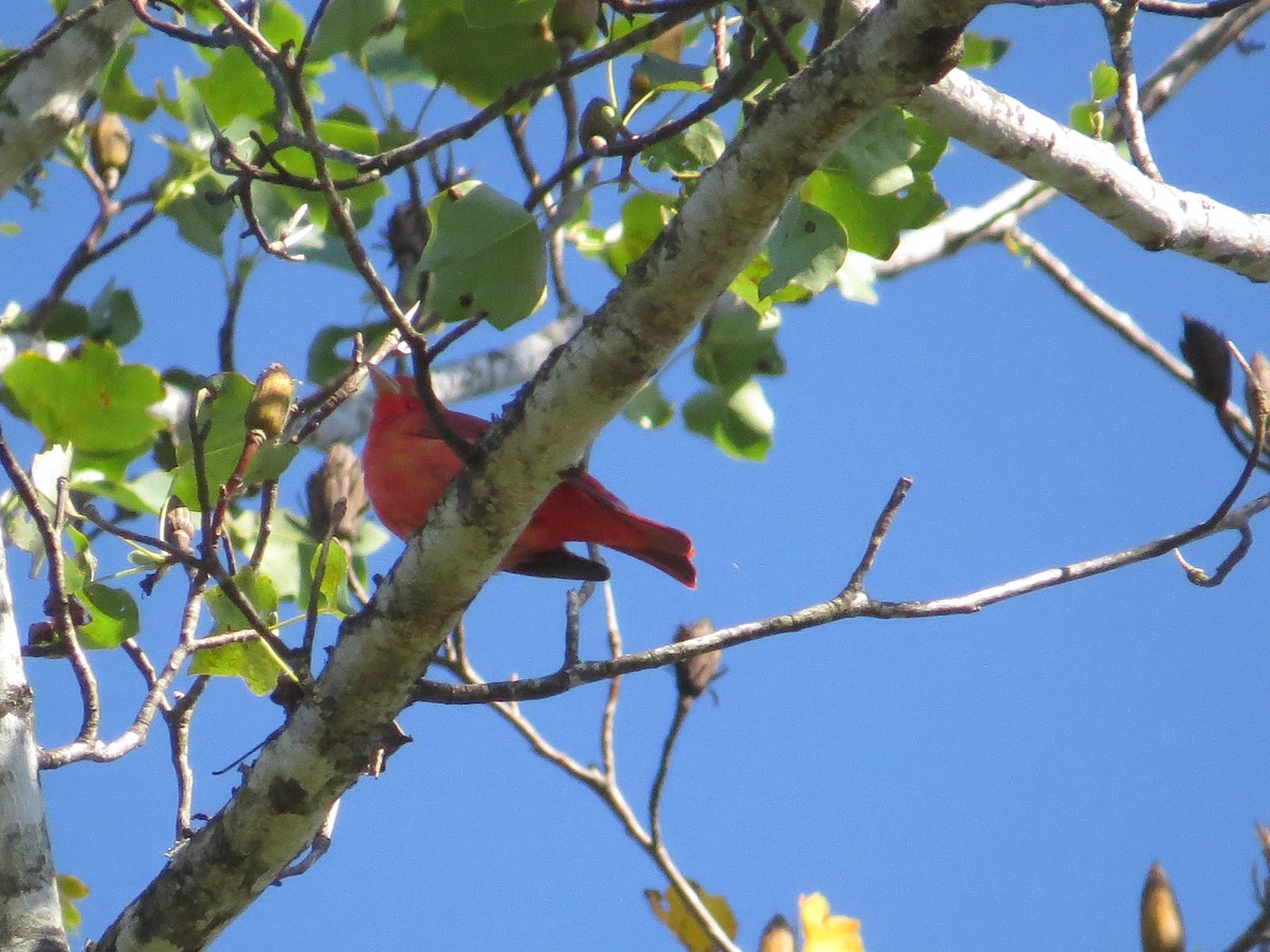 Piranga vermillon - ML642776822
