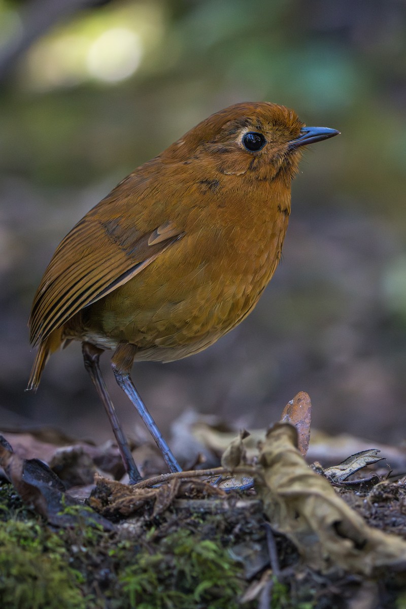 Equatorial Antpitta - ML642776834