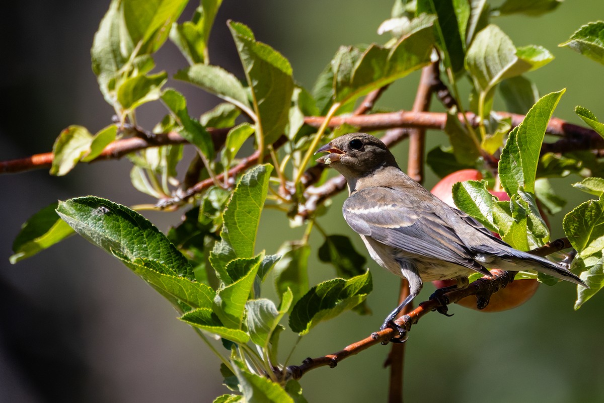 papežík lazurový - ML642776835
