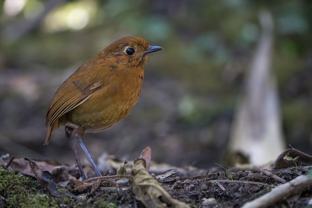 Equatorial Antpitta - ML642776836