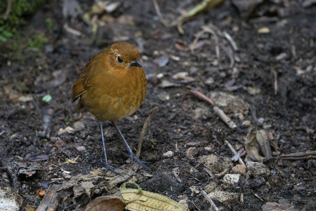 Equatorial Antpitta - ML642776837