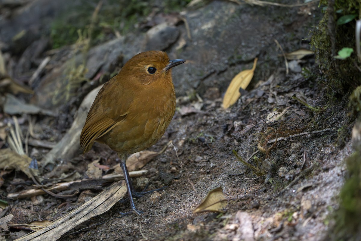 Equatorial Antpitta - ML642776838