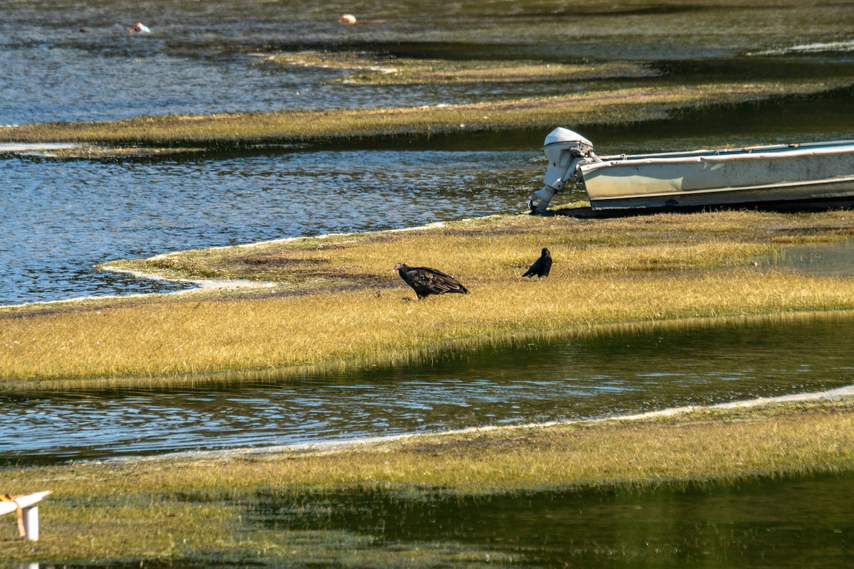 Turkey Vulture - ML642776854