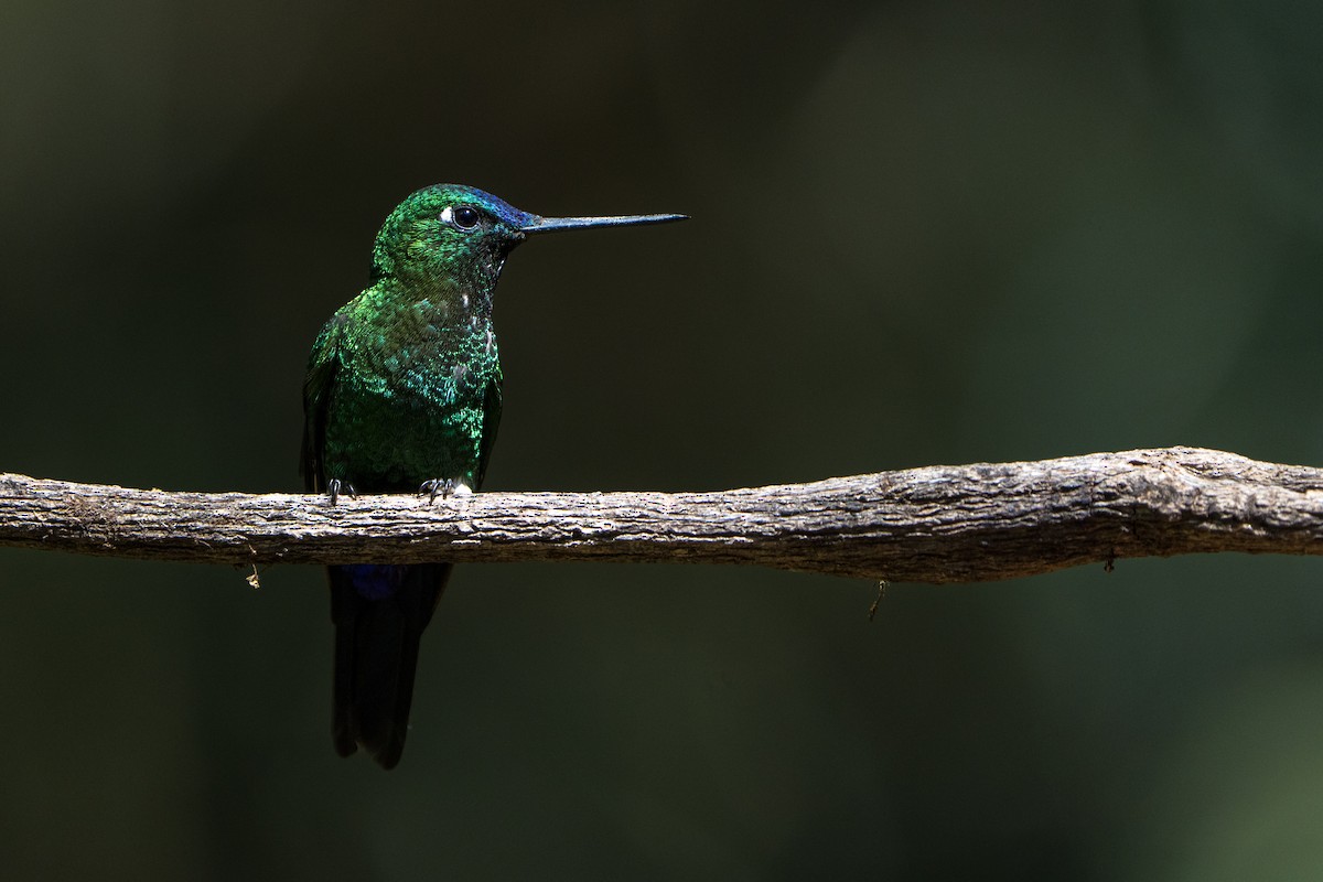 Sapphire-vented Puffleg - ML642776860