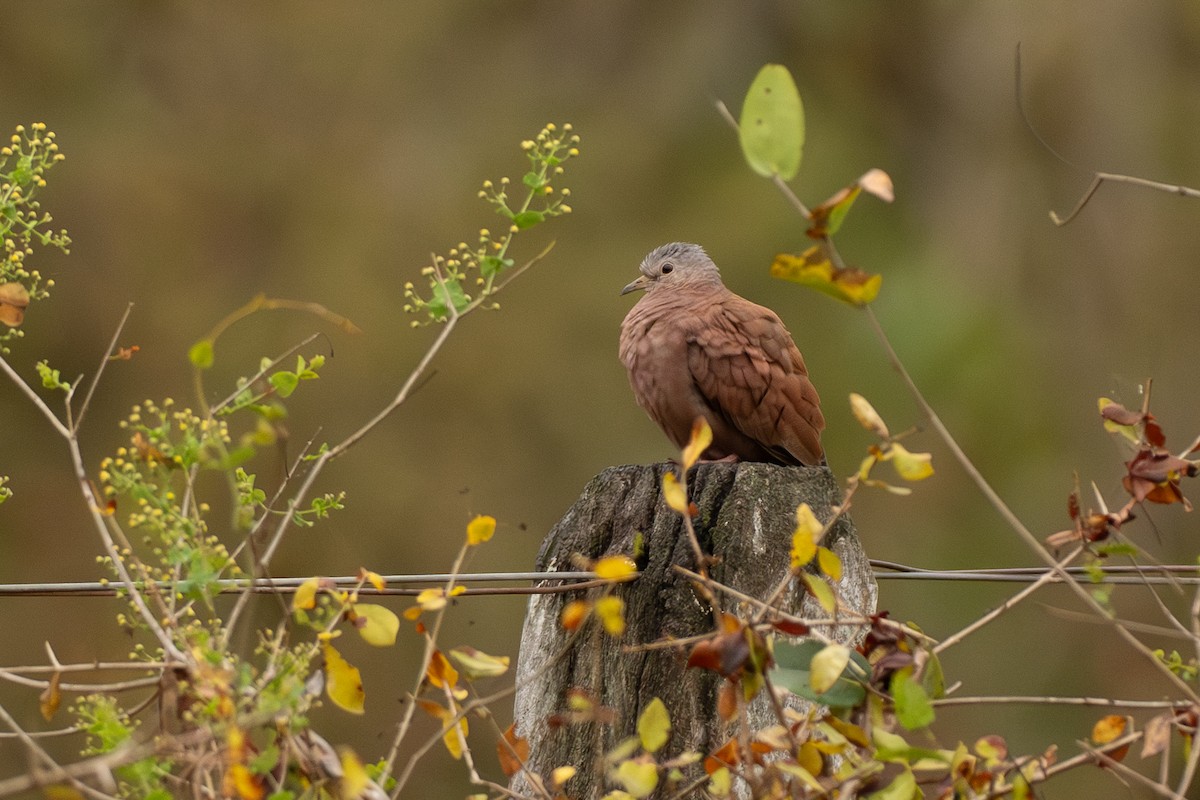 Ruddy Ground Dove - ML642776861